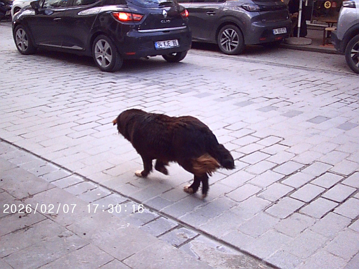 Kameradan Gerçek Kareler
